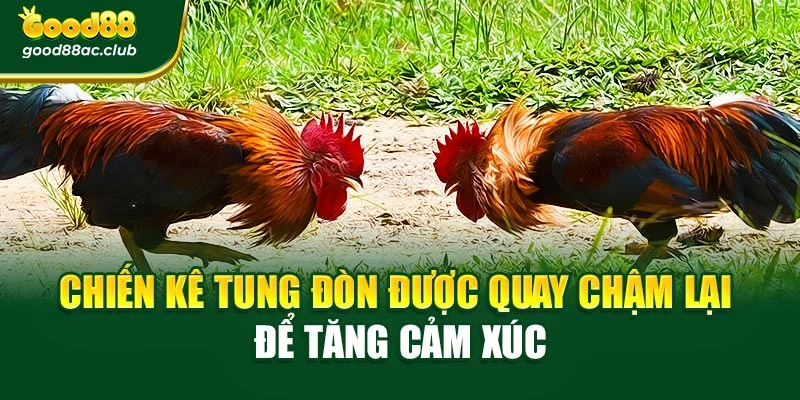 Chiến kê tung đòn được quay chậm lại để tăng cảm xúc