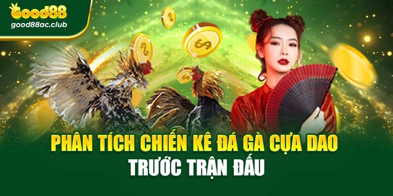 Phân tích chiến kê đá gà cựa dao trước trận đấu