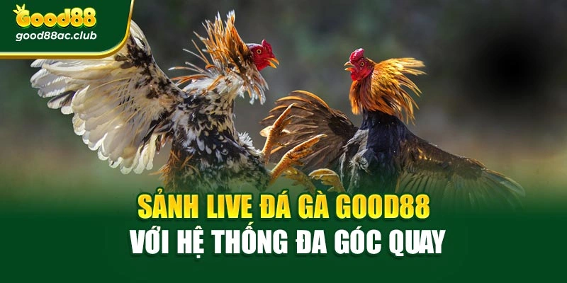 Sảnh Live đá gà Good88 với hệ thống đa góc quay
