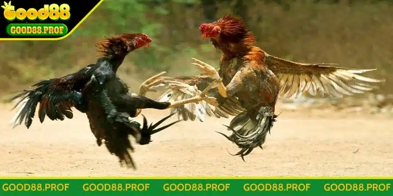 Khám phá về đá gà Good88