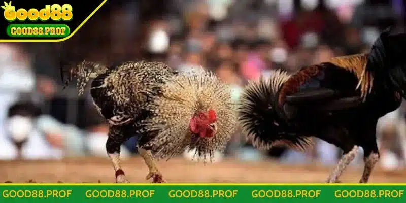 Sơ lược đôi nét về đá gà Thomo